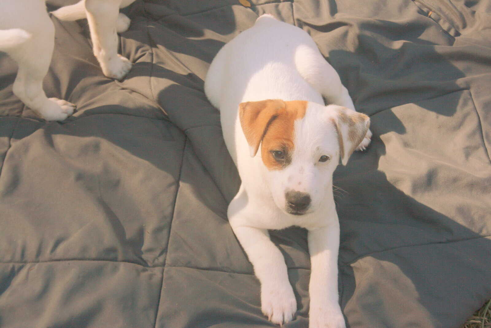 Jack Russell Terrier Puppies for sale image 6