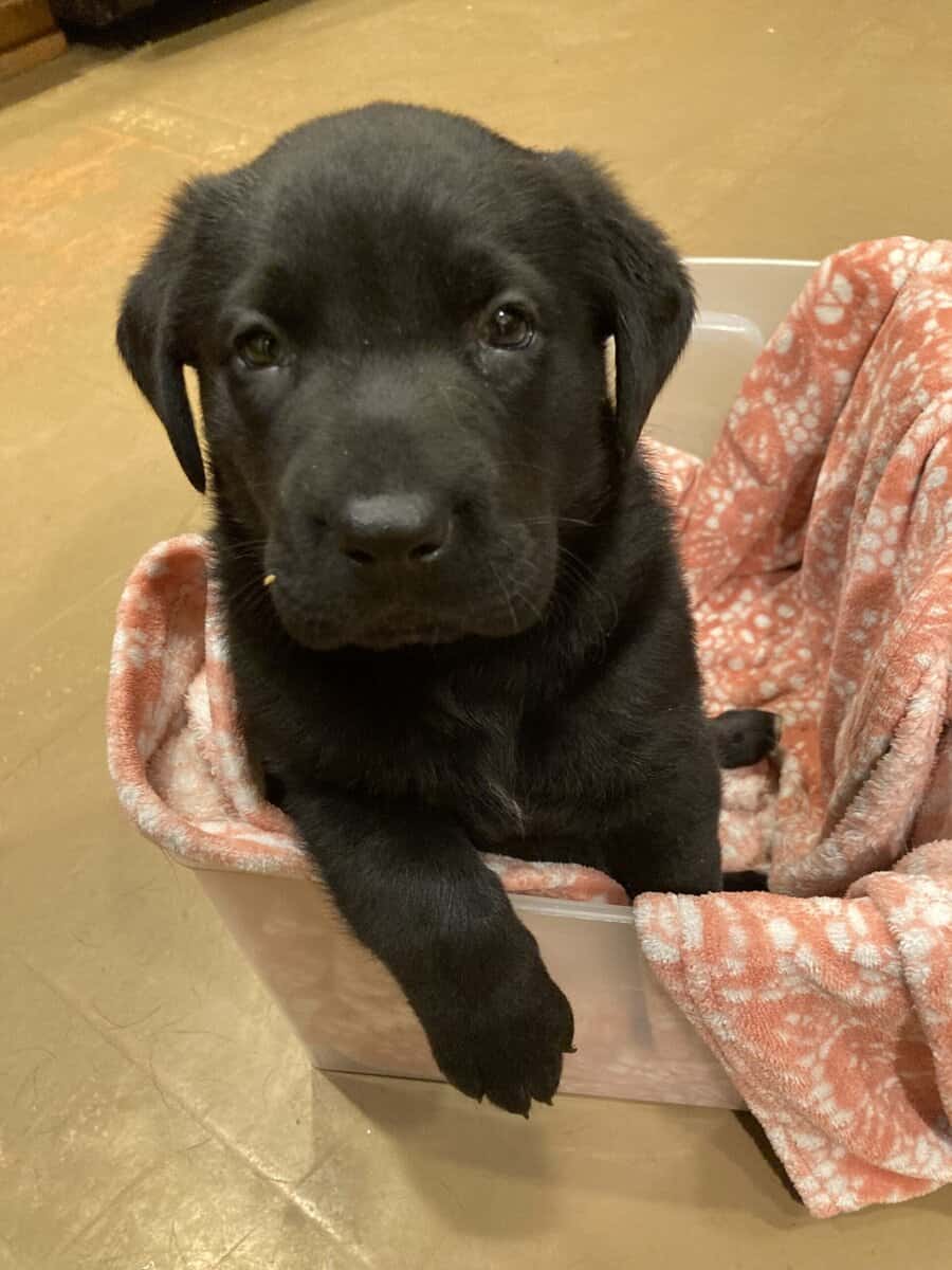 Lab mix puppies image 2