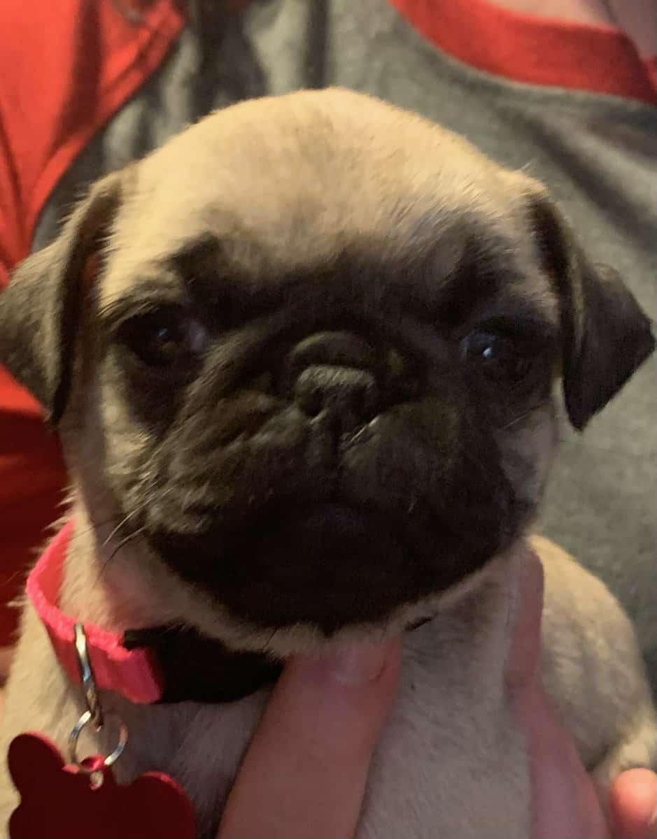 Pug puppies for sale image 11
