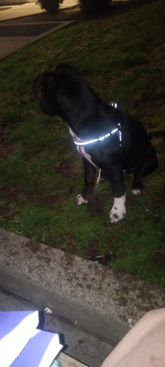Rehoming my puppy image 3