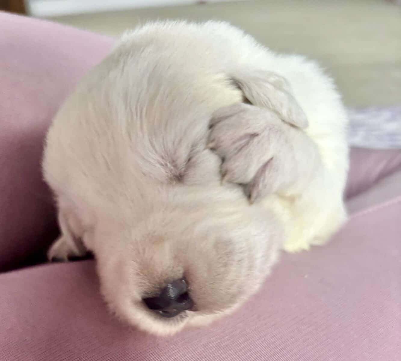 Farm Raised Maremma Livestock Guardian Puppies image 3