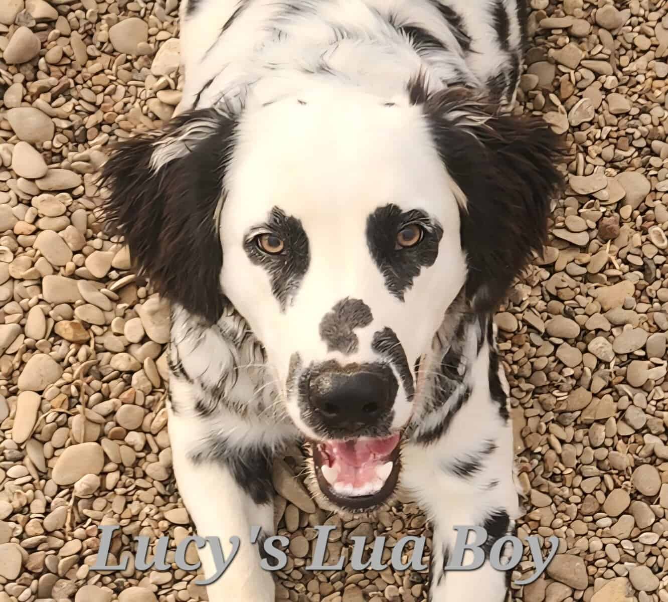 Lucy's Longcoat Lua Boy image 1