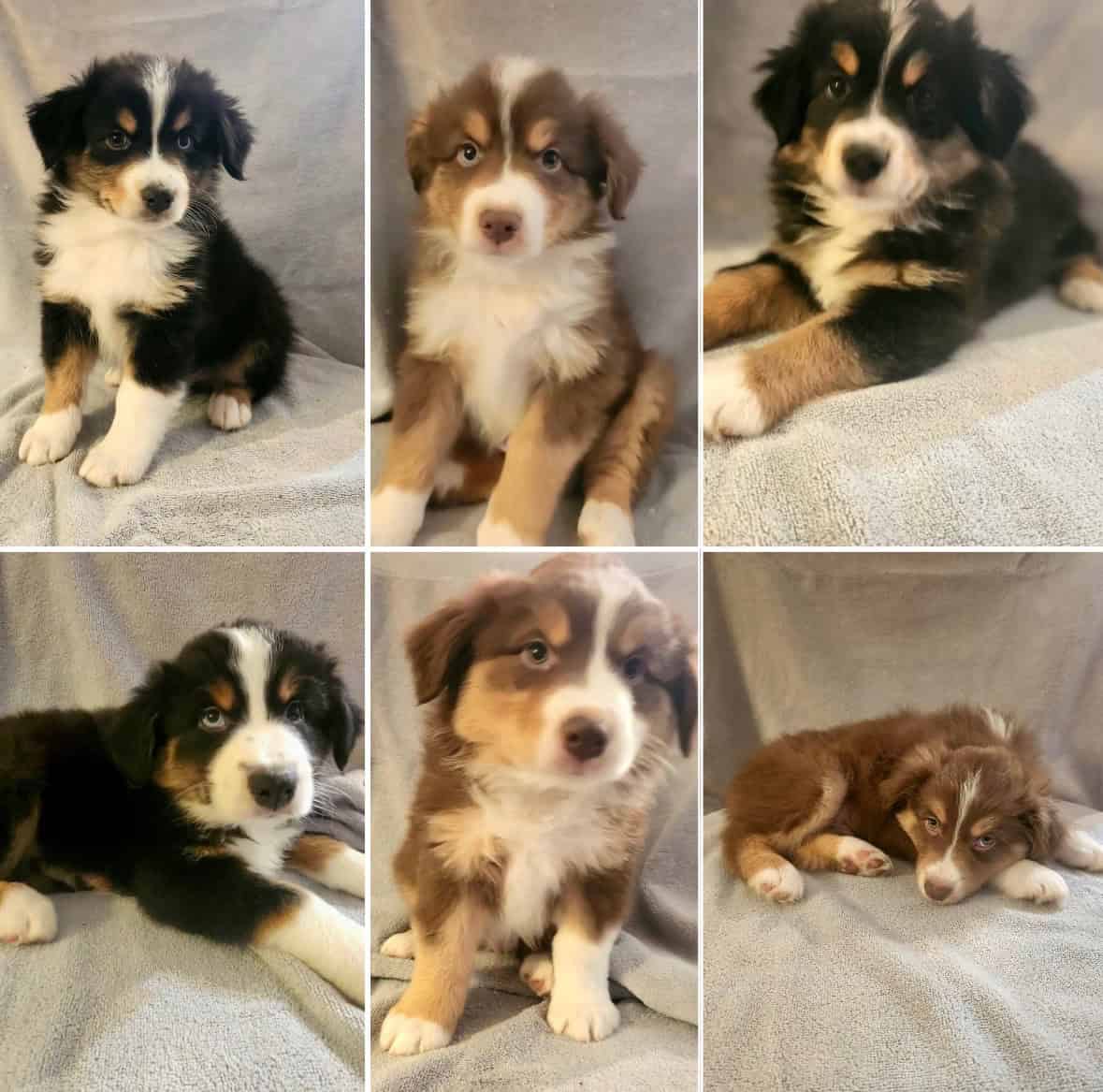 Australian Shepards image 3