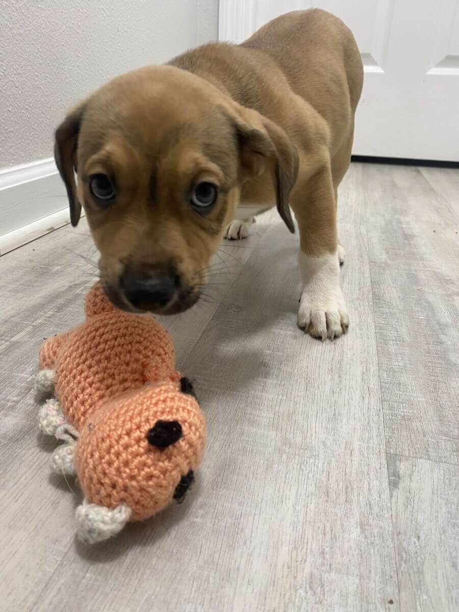 Puppy mix breed image 5
