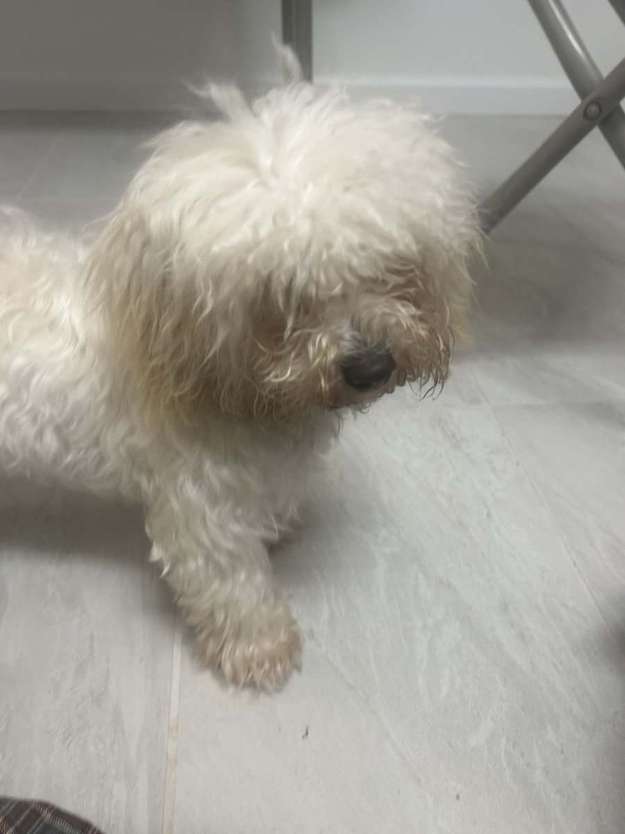 Female shipoo pup for sale image 1