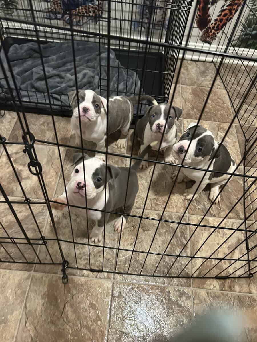 Puppies for rehoming image 2