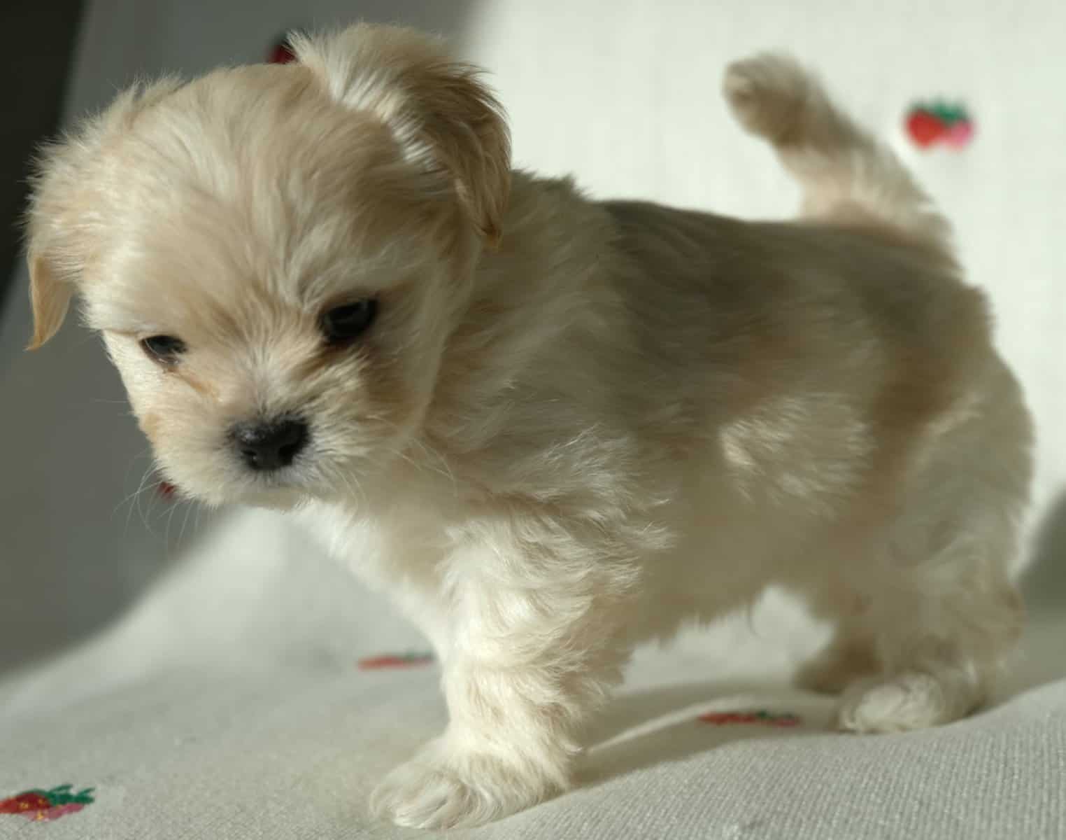 Maltese mix boy image 5