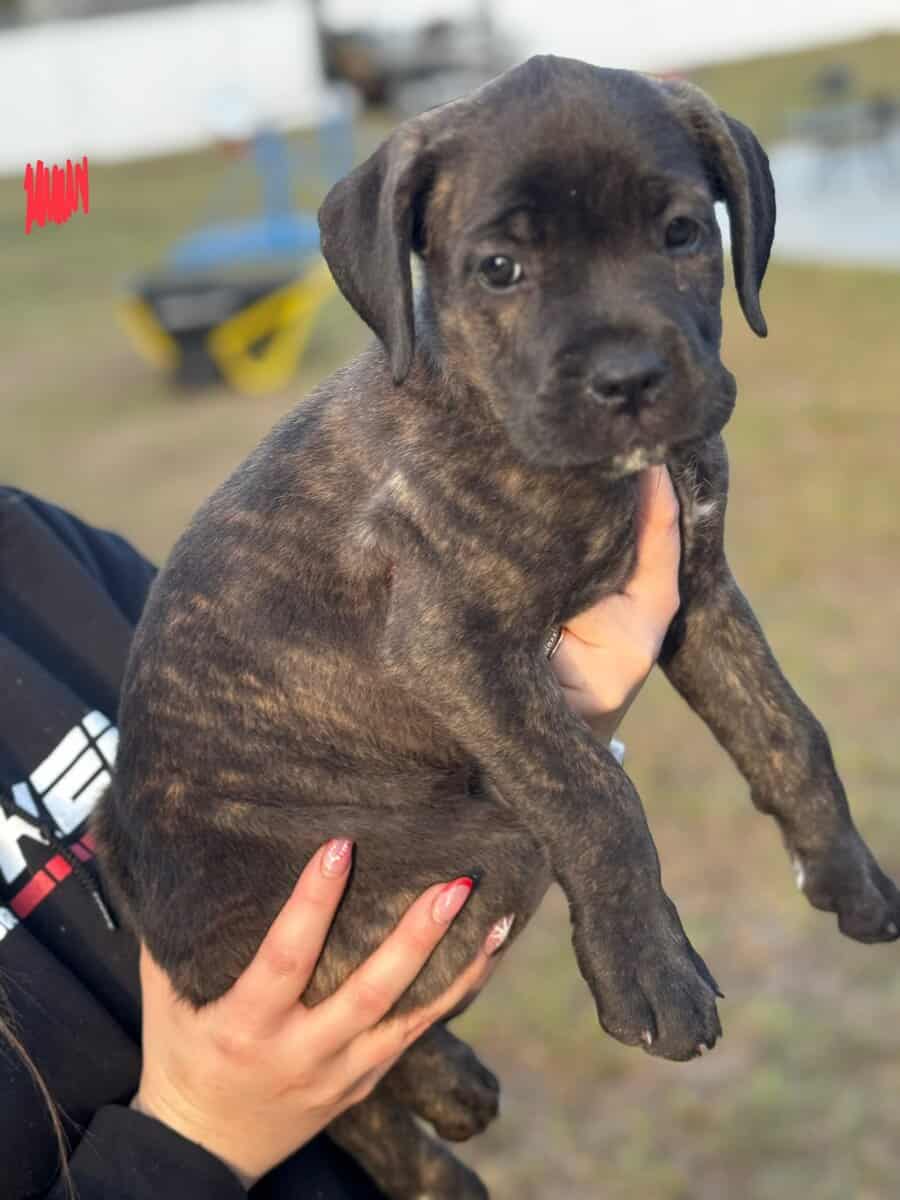 Cane Corso puppies image 8