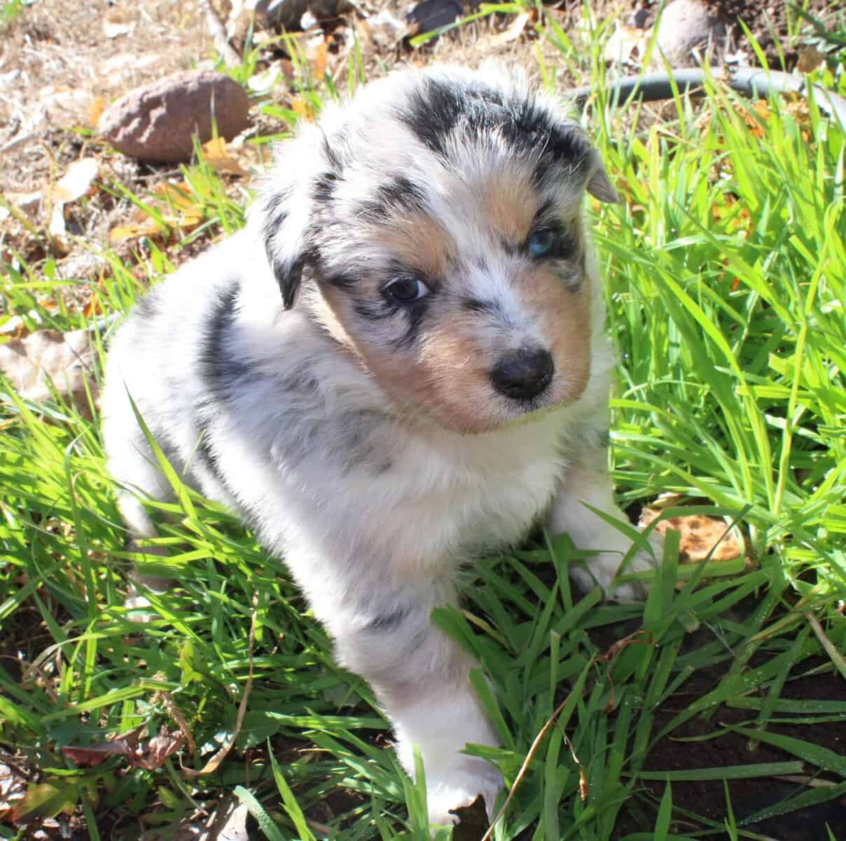 Australian Shepherd pups image 3