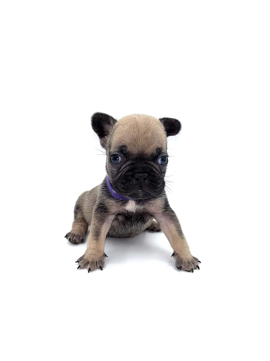 Frenchies carrying pink and fluffy image 9