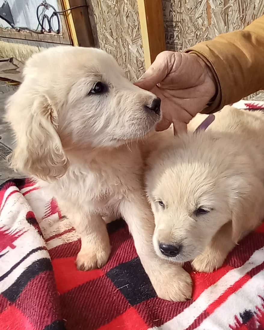 AKC ENGLISH CREAME GOLDEN RETREIVERS arrived 2/7 image 2