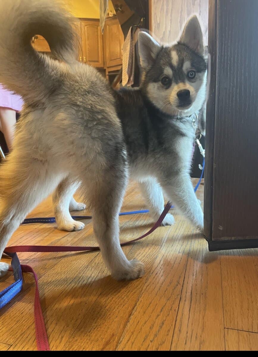 Alaskin Klee Kai for sale image 3