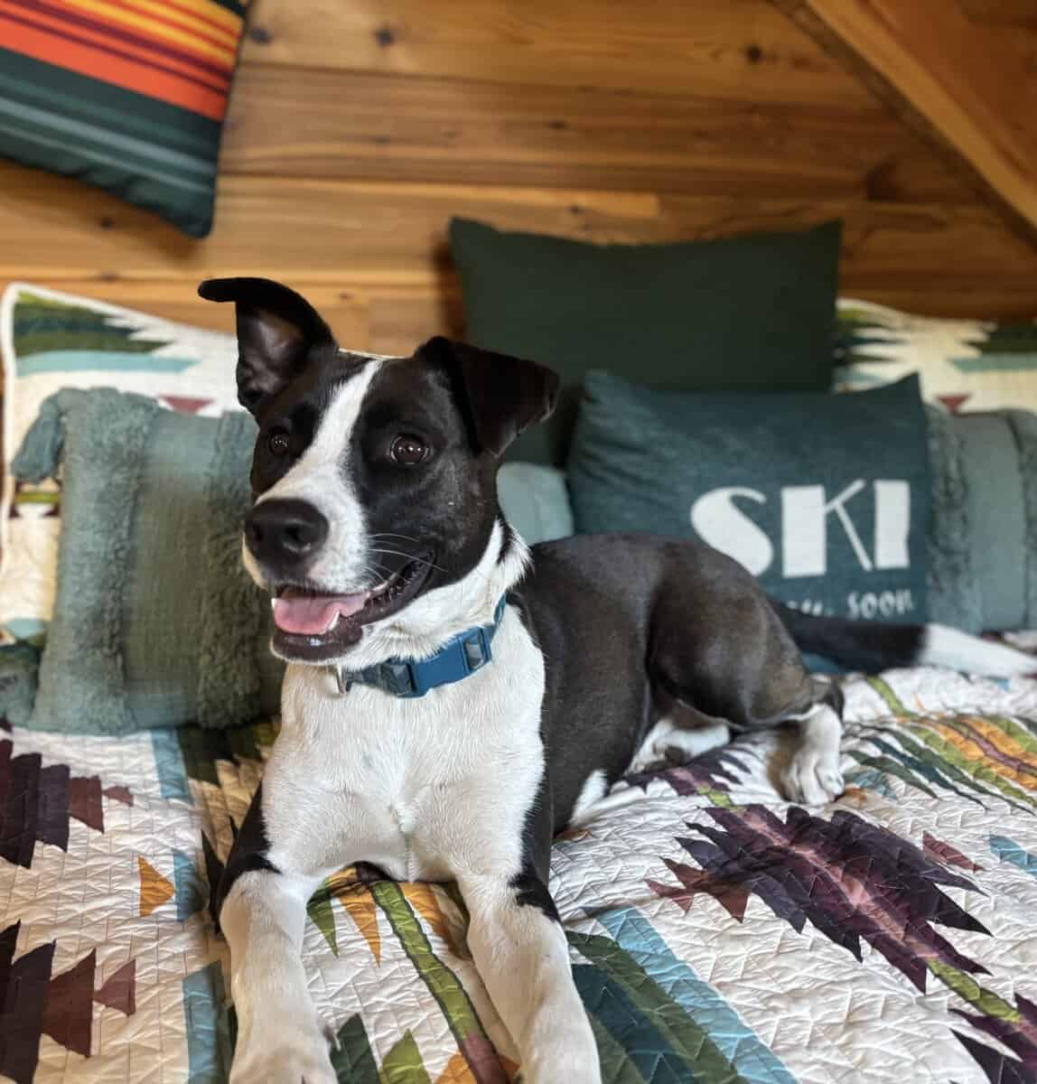 German Shepard and Border Collie Mix image 6