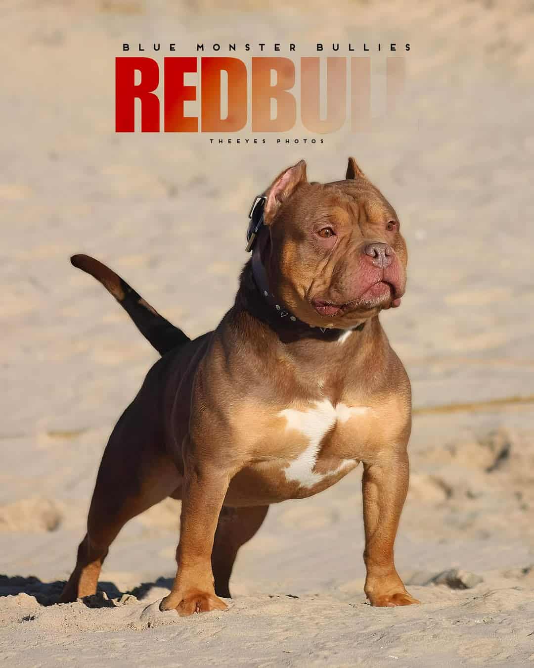 American bully puppies image 7