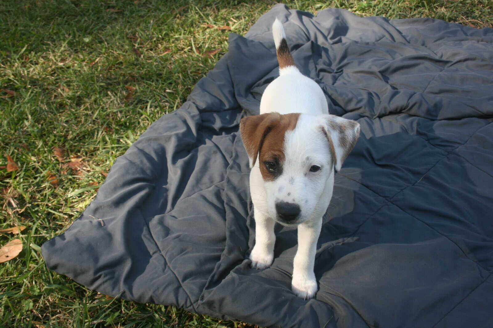 Jack Russell Terrier Puppies for sale image 1
