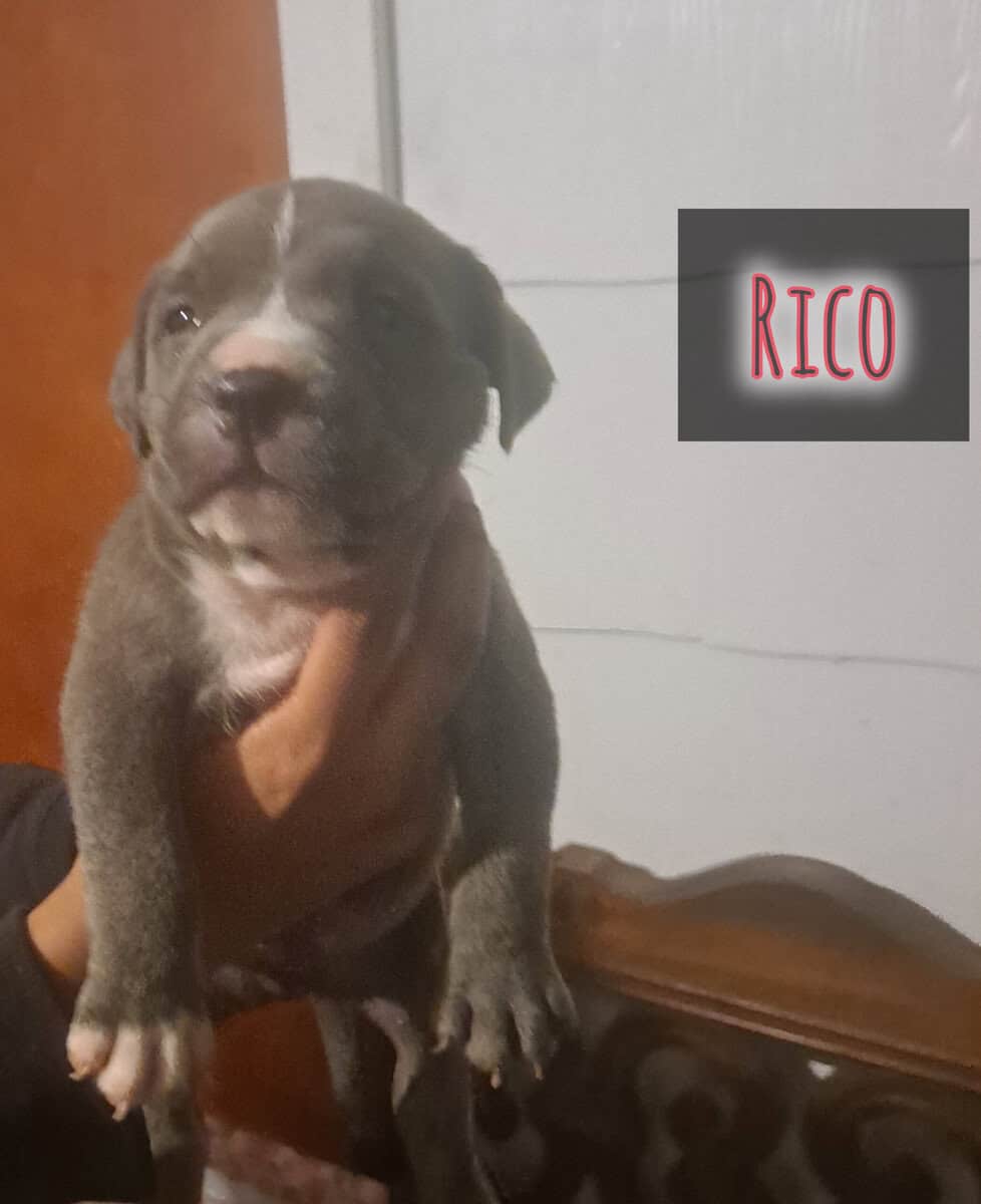 BRAND NEW AMERICAN BULLYS AVAILABLE image 2