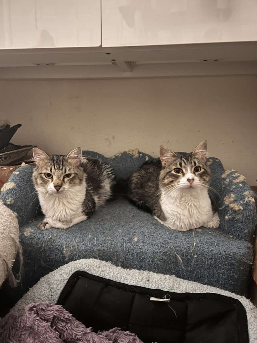 Bonded pair of cats image 1