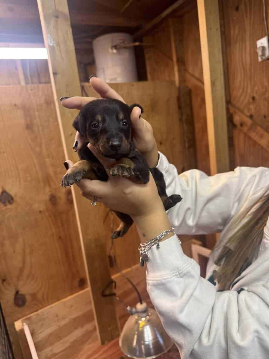 Dobermans image 6