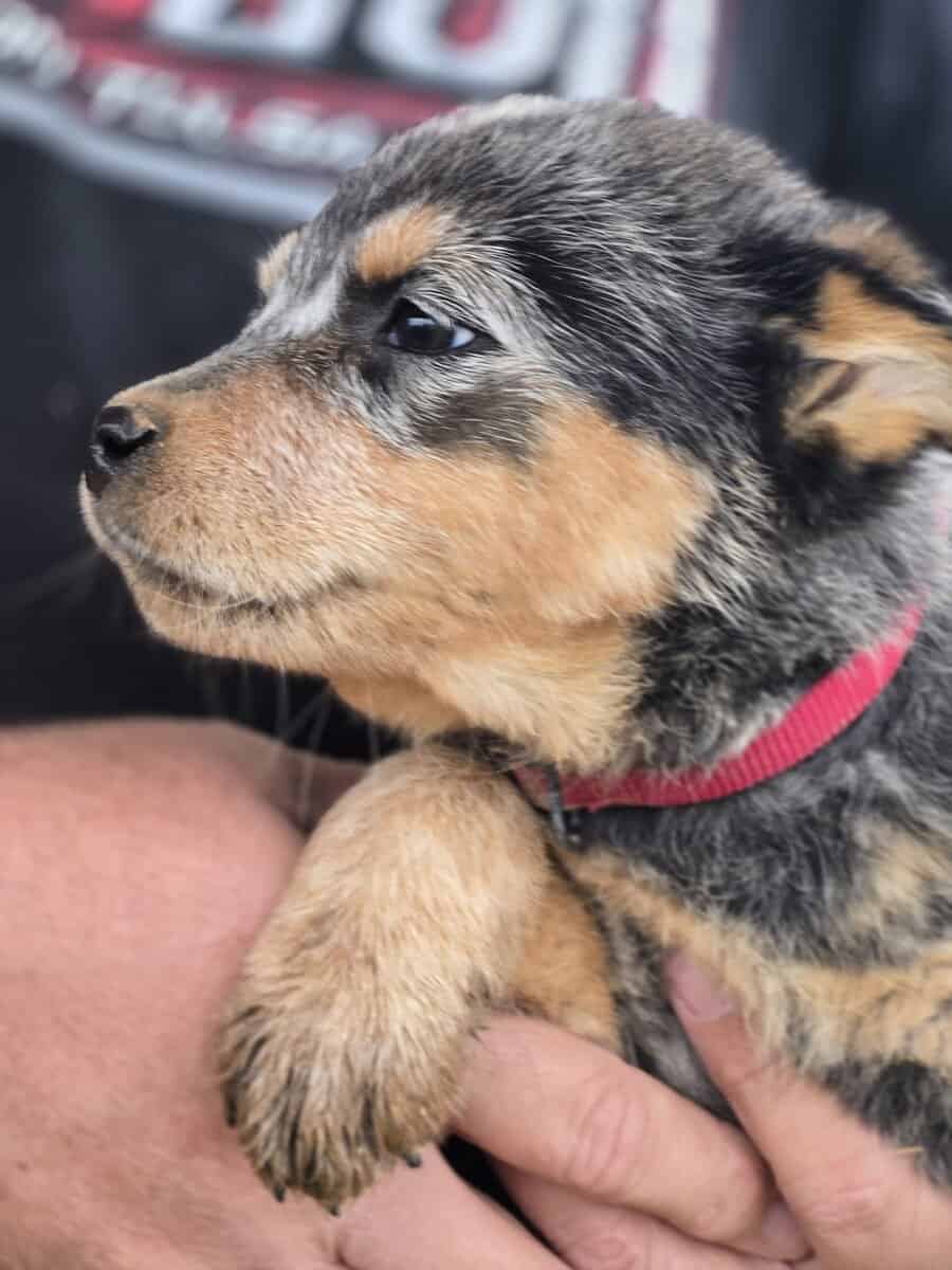 Blue heeler puppies image 2