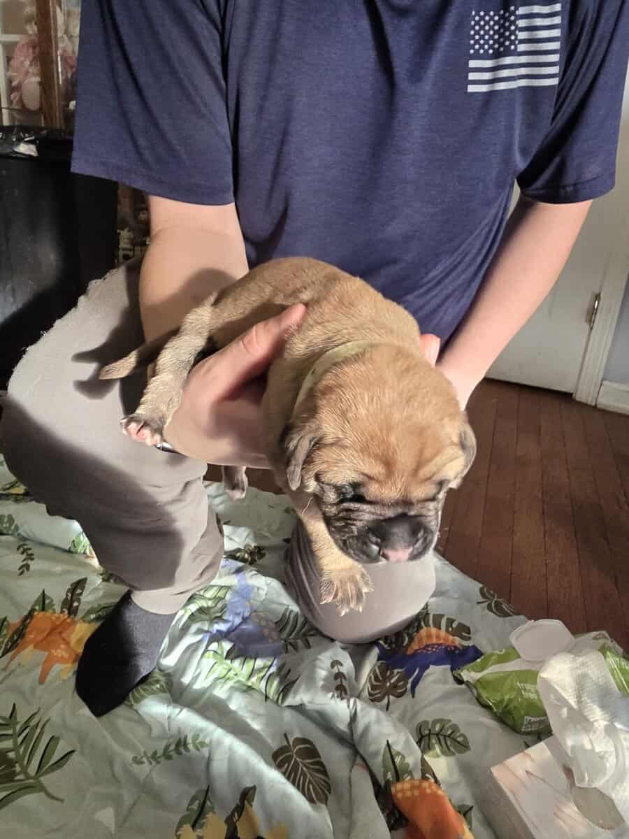 English mastiffs puppies for sale image 6