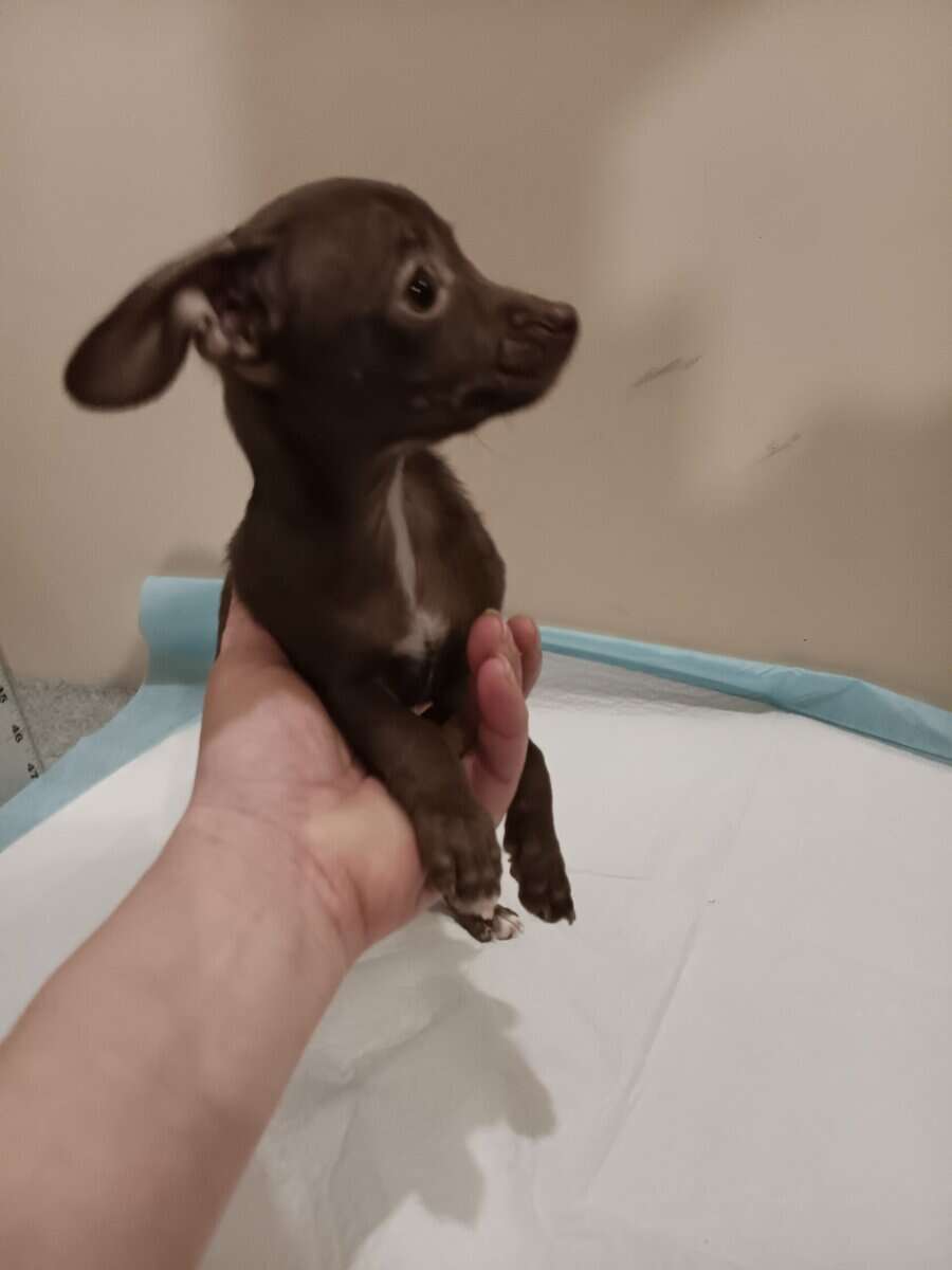 Chiweenie puppy 2/6 Precious female image 3