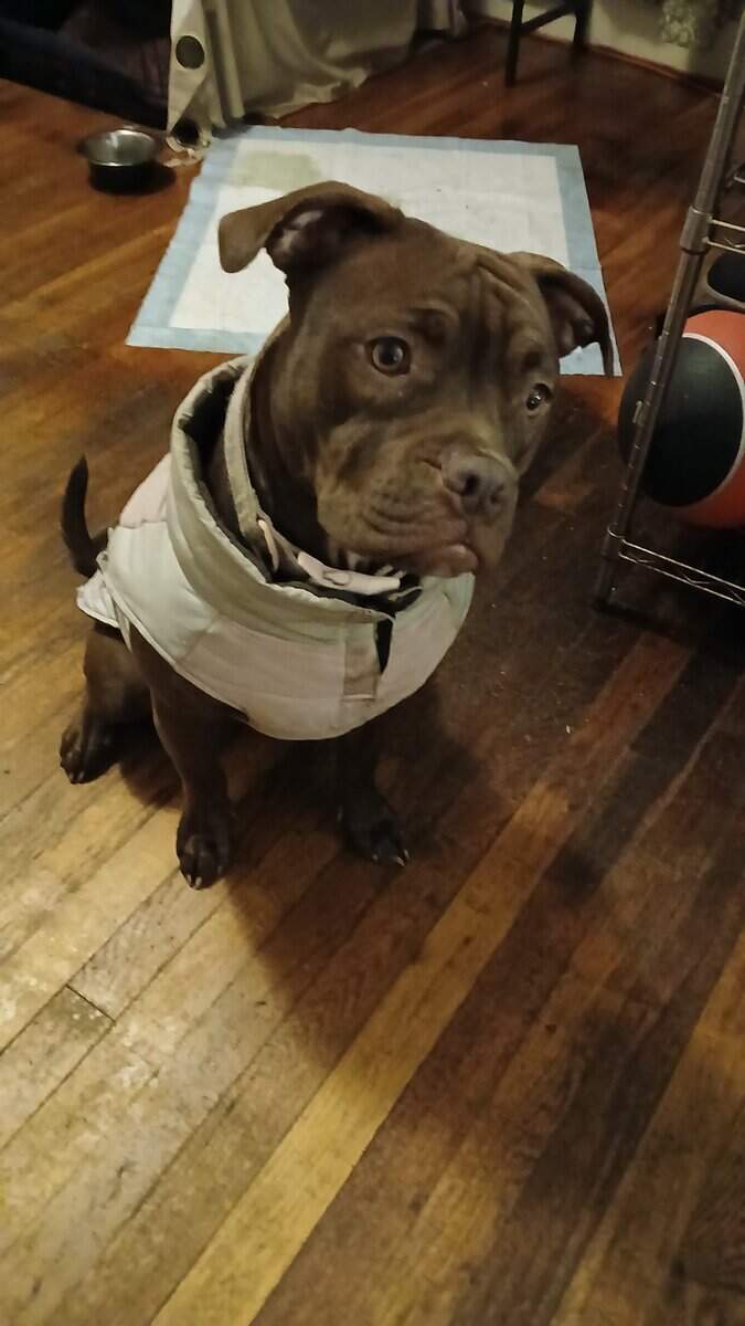 Lil lady in need of loving home! image 1