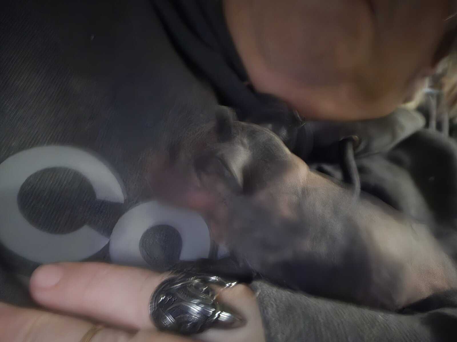 Skinny pig babies for rehoming image 4