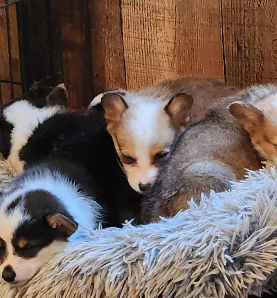puppies image 5