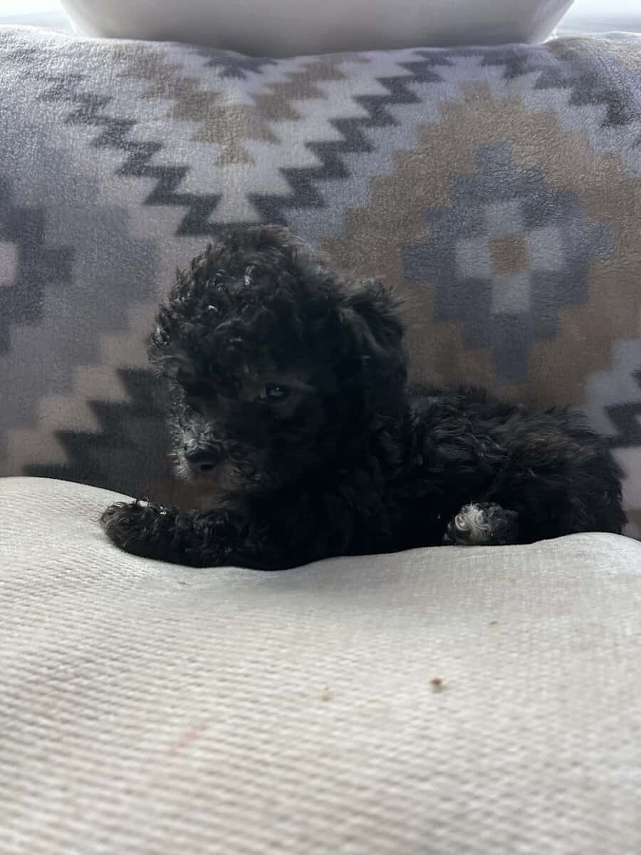 maltipoo puppies image 5