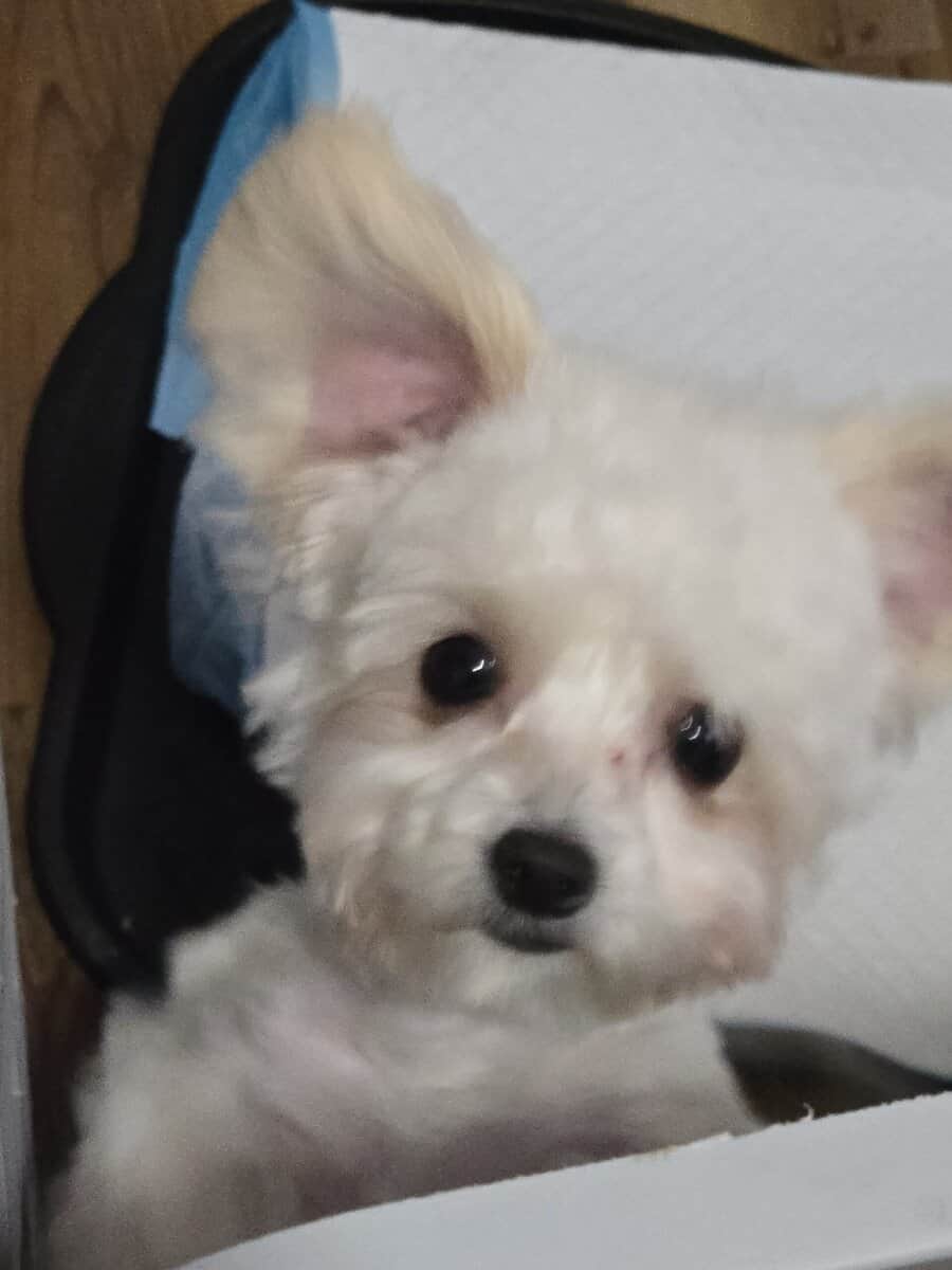 MORKIE image 2