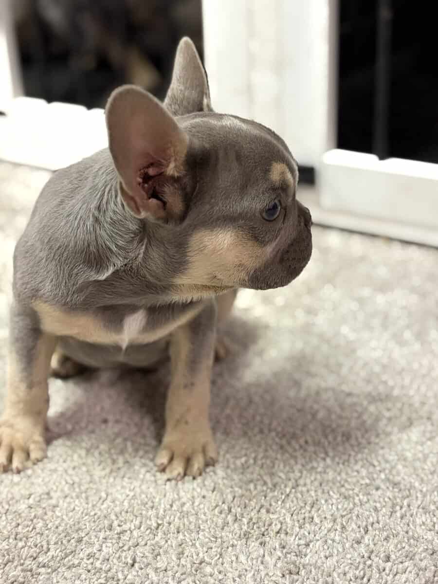 Tyson French Bulldog image 7