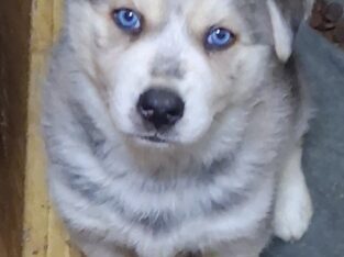 Husky/German Shepherd/Shepsky Puppies