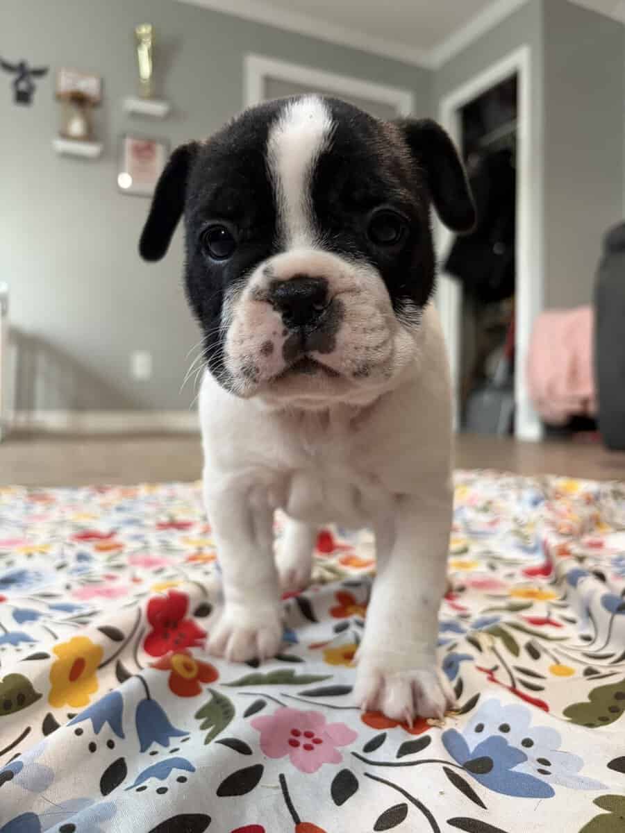 French English Bulldog puppies image 19
