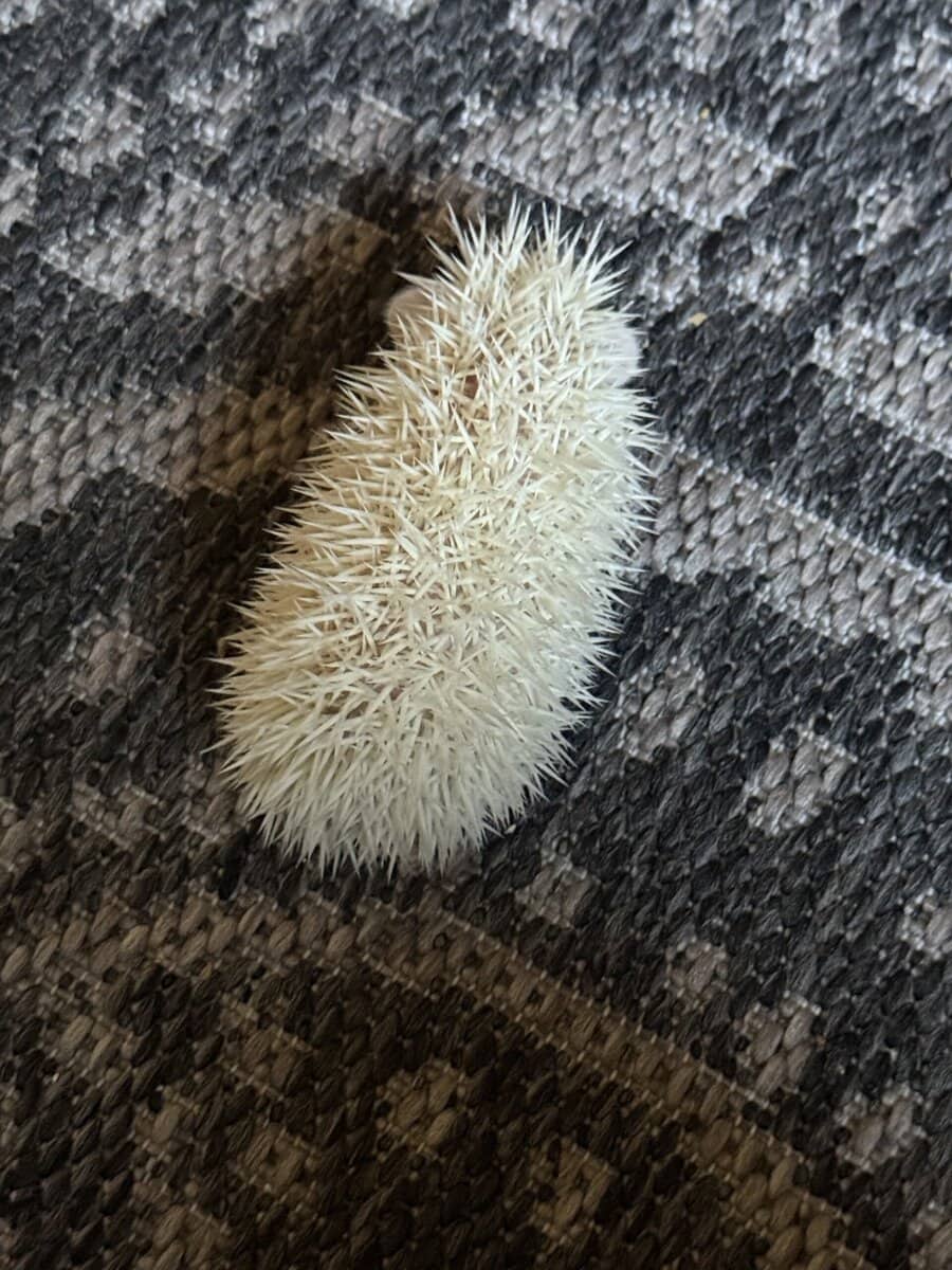 Hedgehog babies 7 weeks image 5