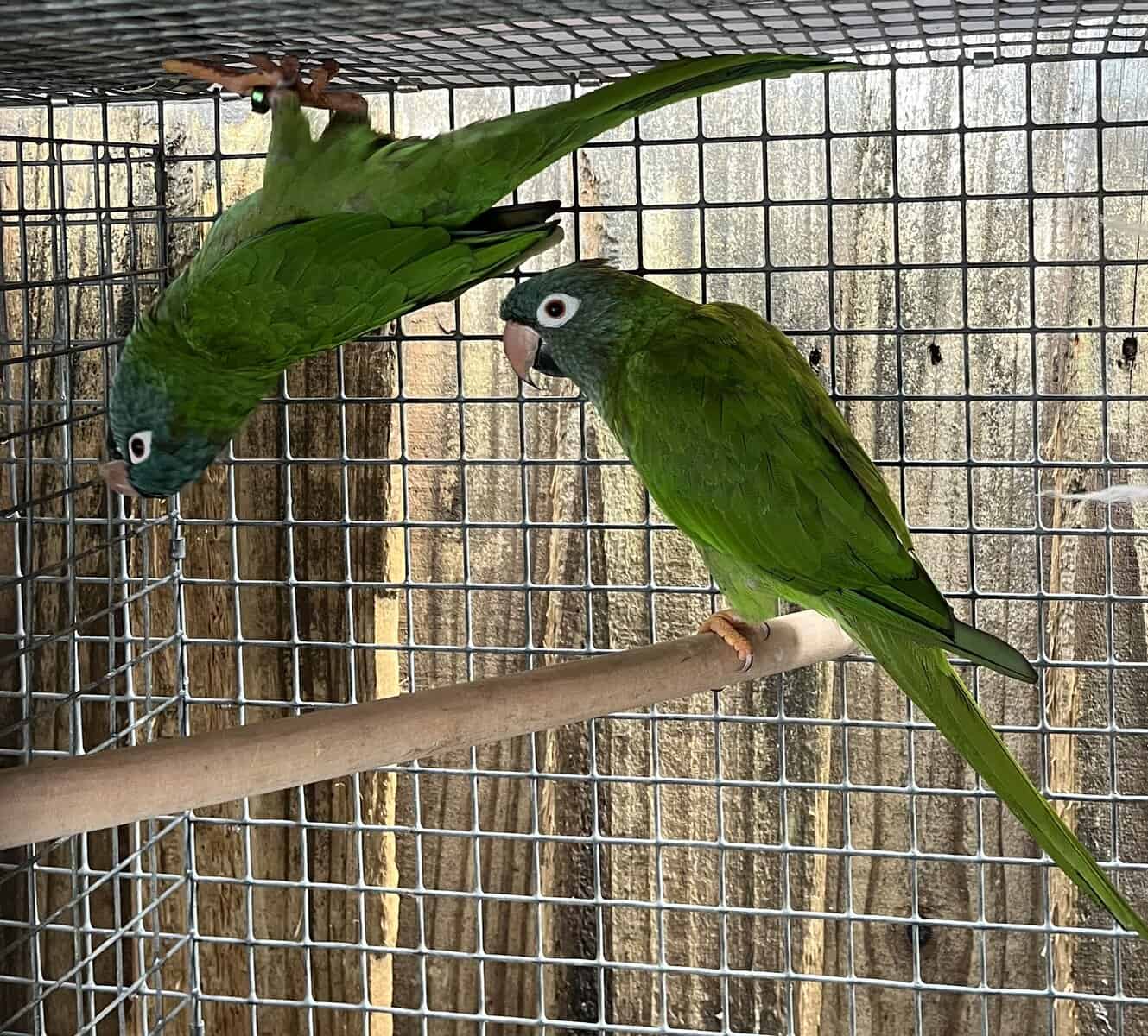 Blue Crown Conure Pairs image 3