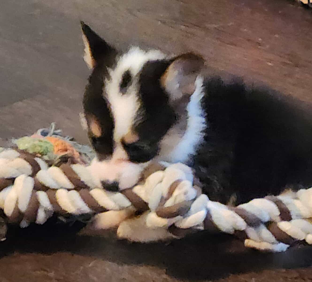puppies image 11