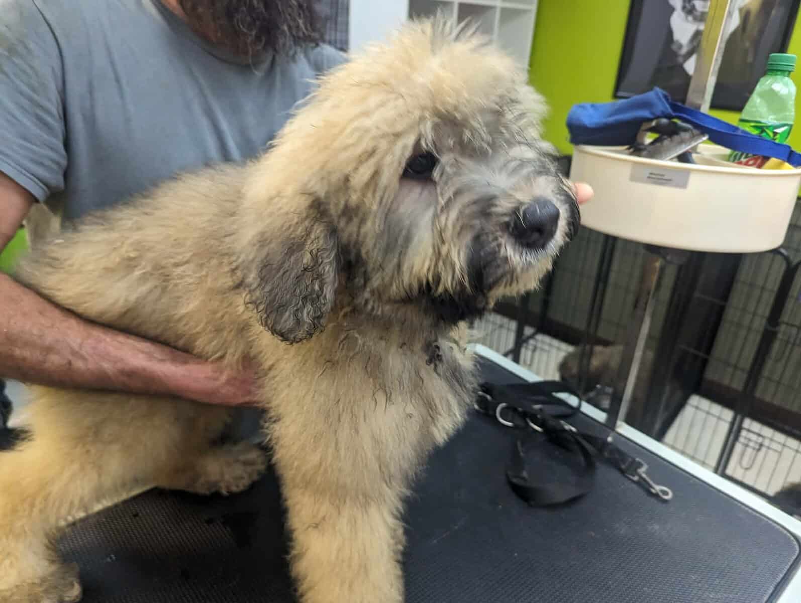 Bouvier Des Flandres image 3