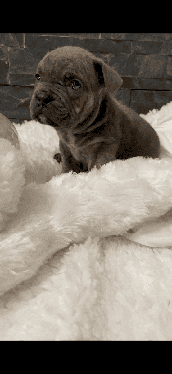 Merle mastiff puppies Chicago Illinois image 12