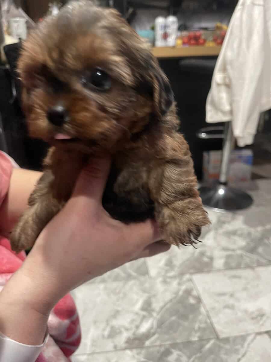 Tcup yorky image 2