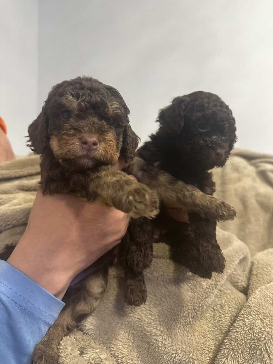 8 weeks golden doodle image 4