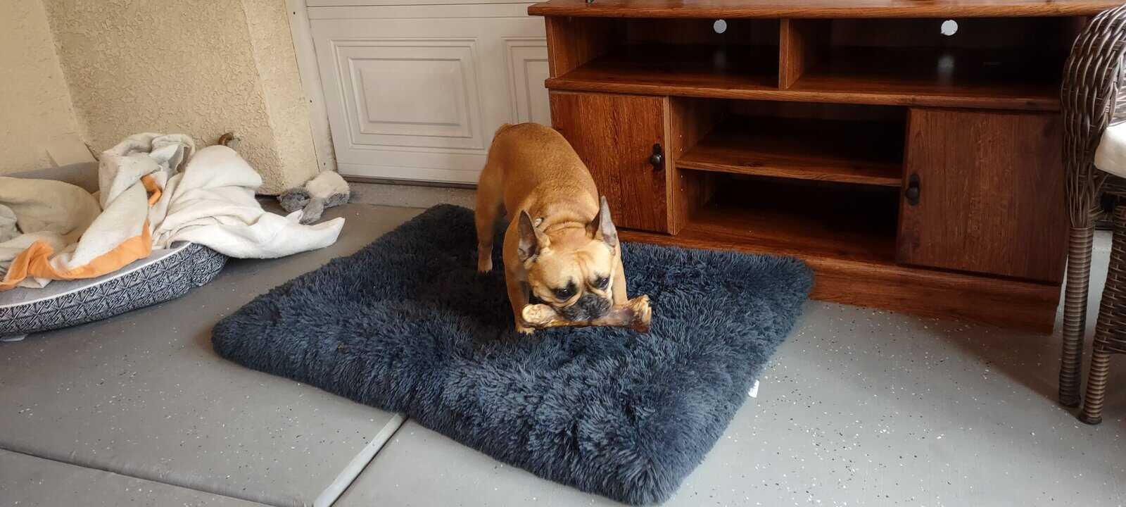 French Bulldod image 2