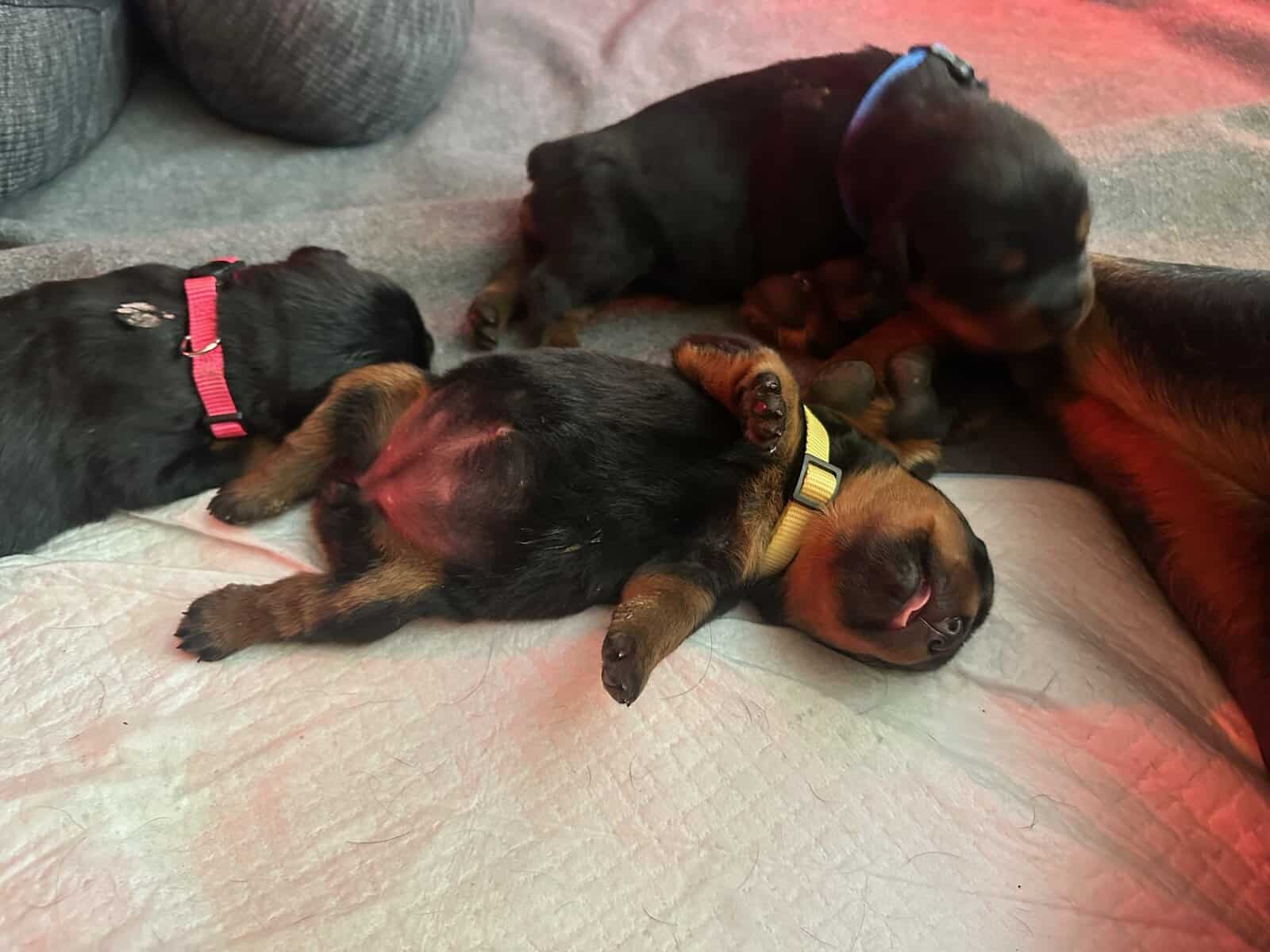 Front Range Rottweilers Looking For Loving Homes image 2