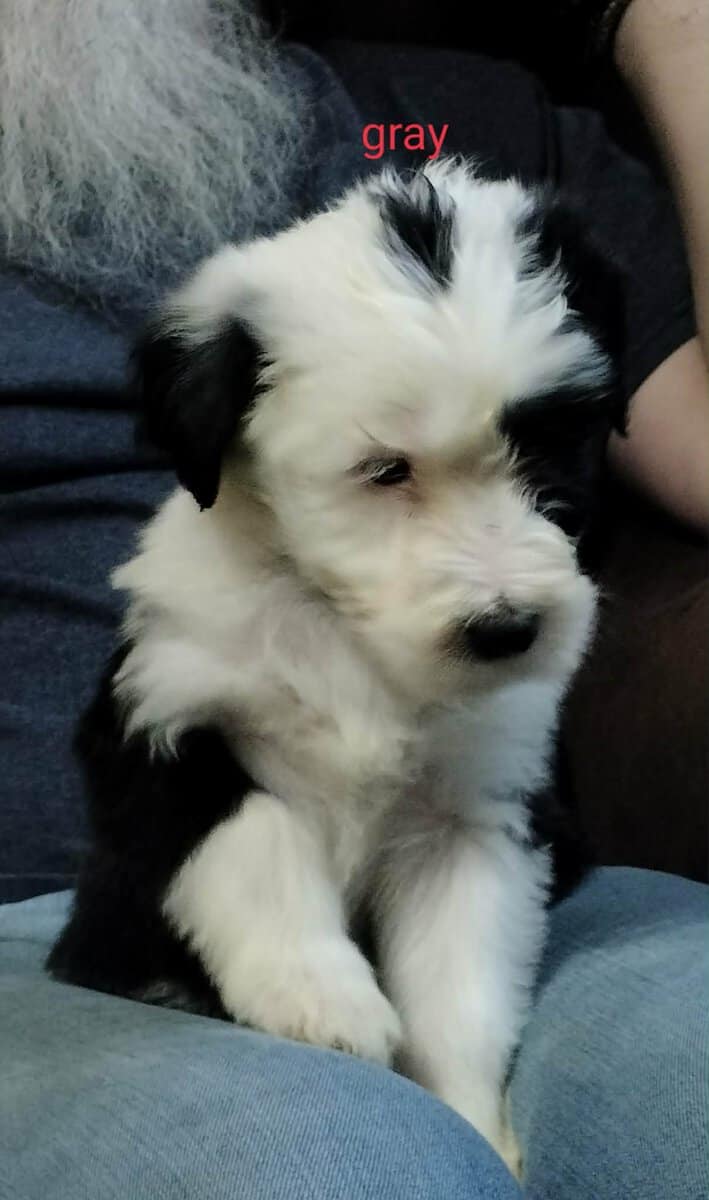 Bearded collie puppies image 4
