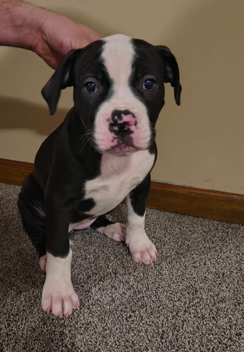 American Bulldog puppies image 1