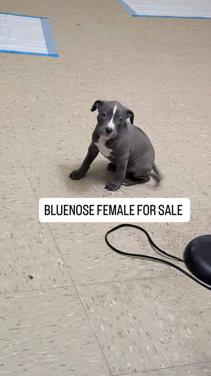 American PITBULL terrier bluenose female 9 weeks. image 4