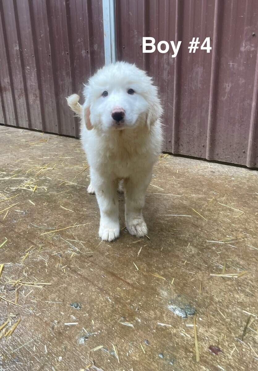 Great Pyrenees puppies image 6