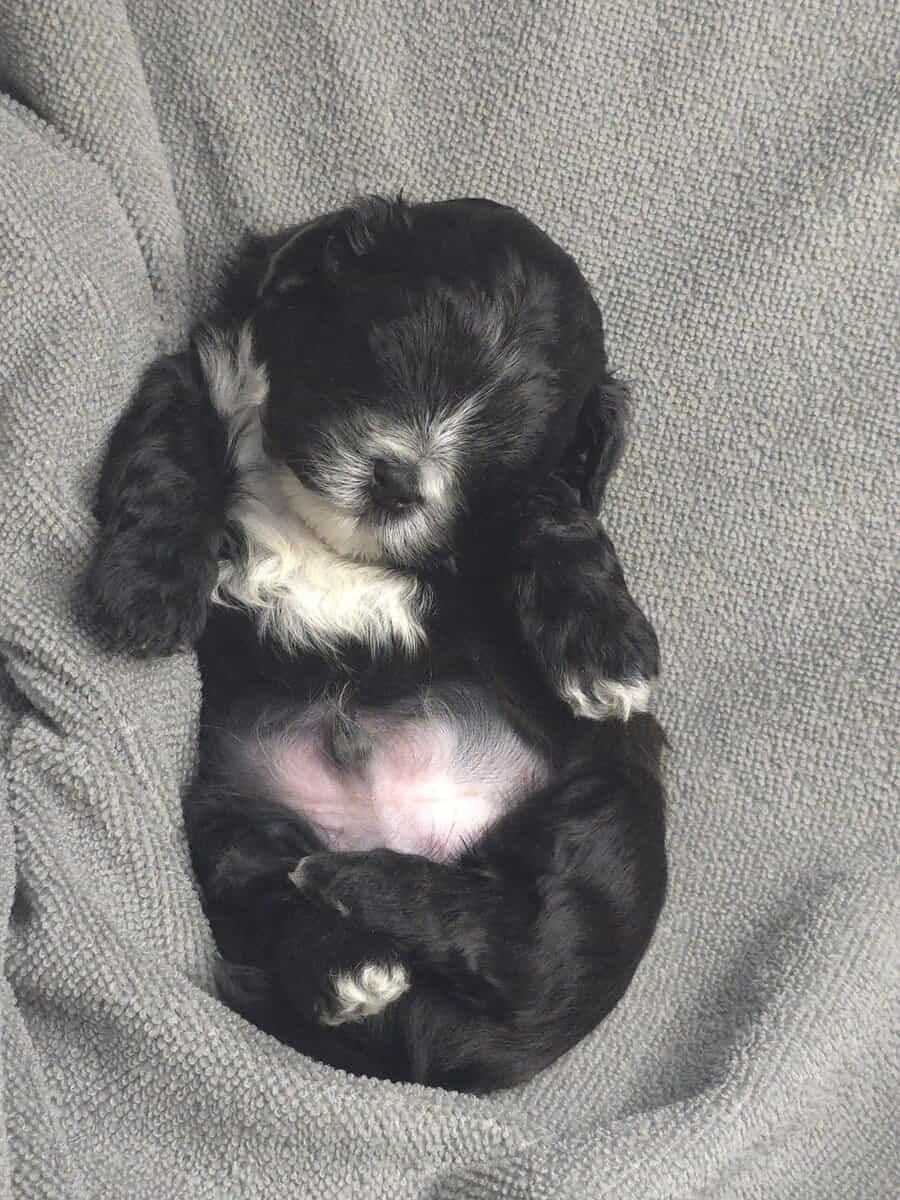 Adorable puppies looking for there forever home image 2