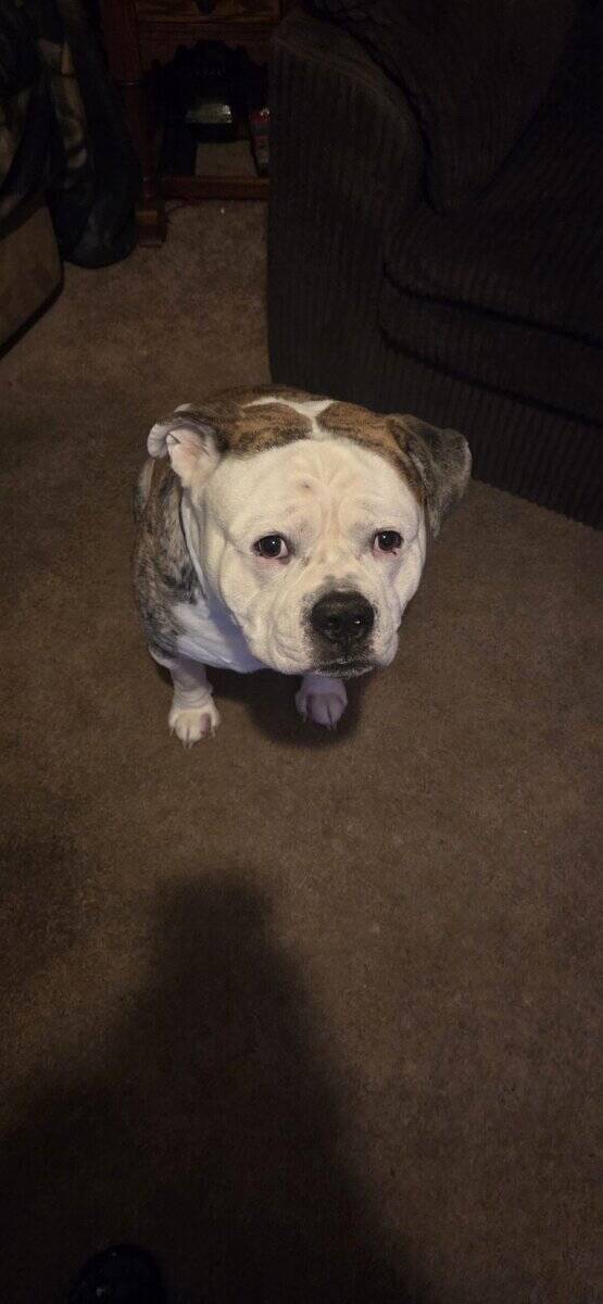 Free American bulldog image 7