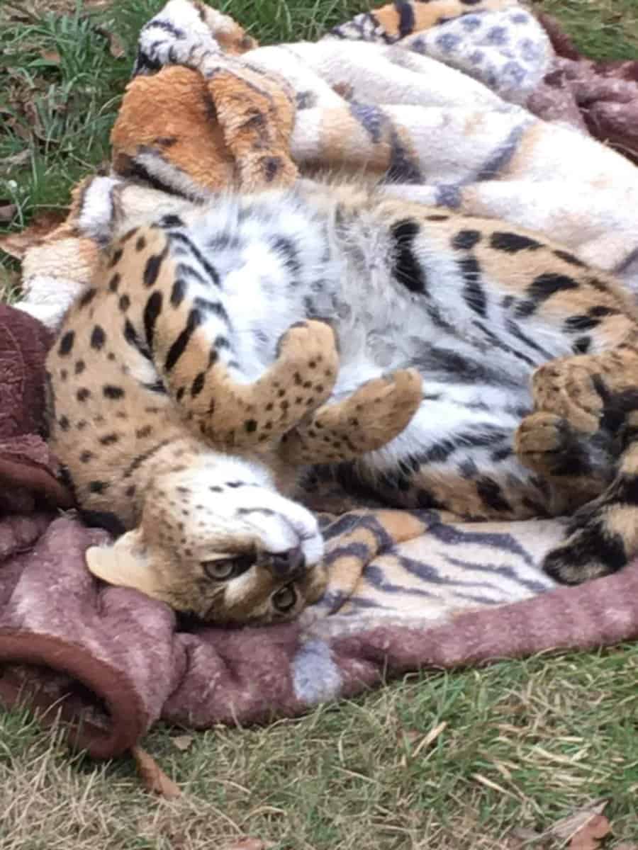 FEMALE AFRICAN SERVAL image 2