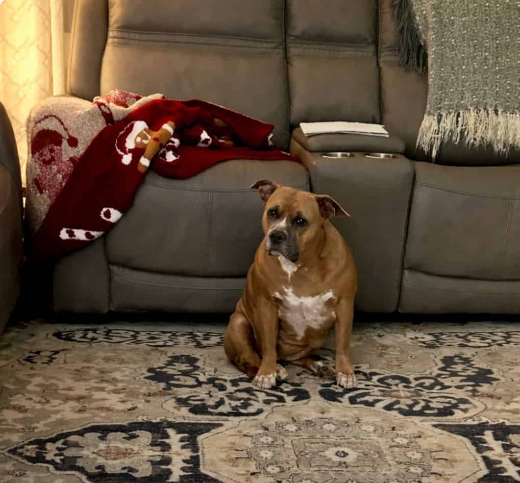 Rehoming 6 year old American Bully image 1